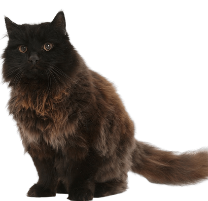 爱萌哆宠物俱乐部