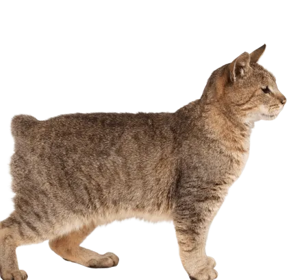 爱萌哆宠物俱乐部