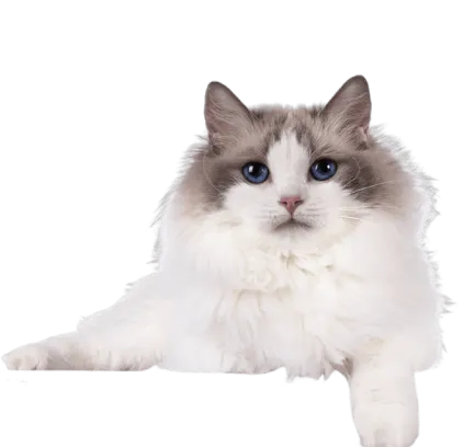 爱萌哆宠物俱乐部