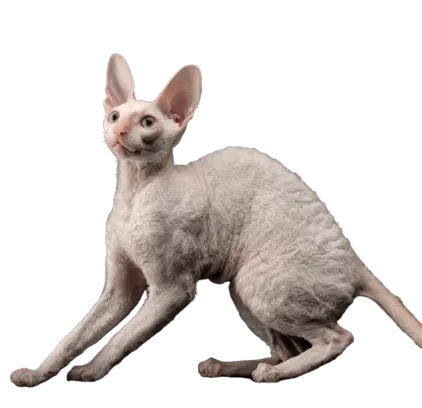 爱萌哆宠物俱乐部