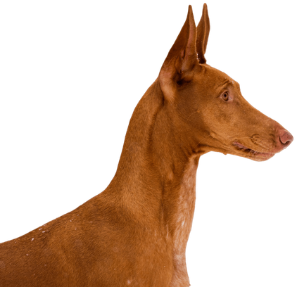 爱萌哆宠物俱乐部