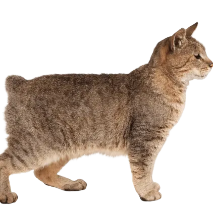 爱萌哆宠物俱乐部