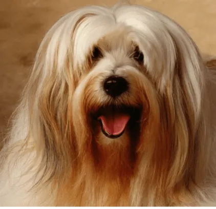 爱萌哆宠物俱乐部