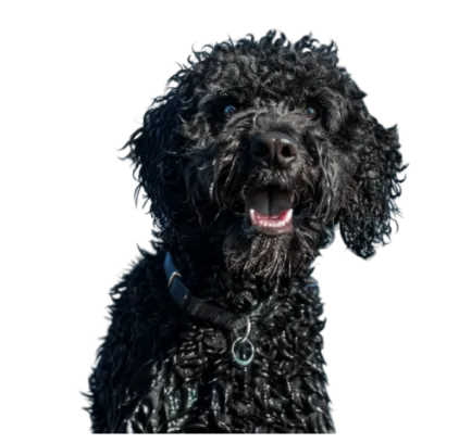 爱萌哆宠物俱乐部