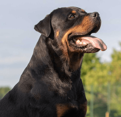 爱萌哆宠物俱乐部