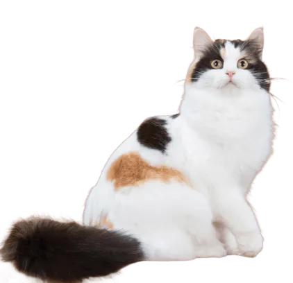 爱萌哆宠物俱乐部