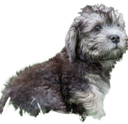 爱萌哆宠物俱乐部