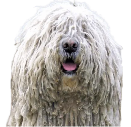 爱萌哆宠物俱乐部