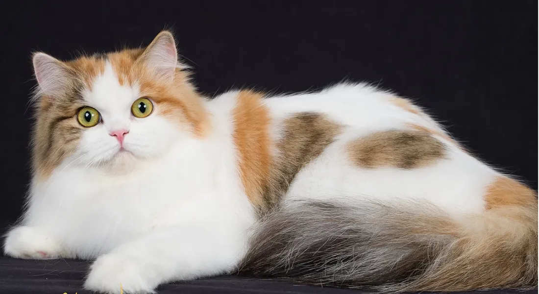 爱萌哆宠物俱乐部