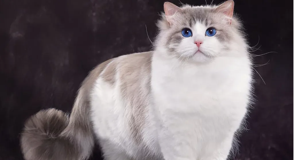 爱萌哆宠物俱乐部