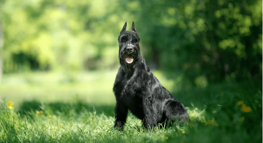 爱萌哆宠物俱乐部