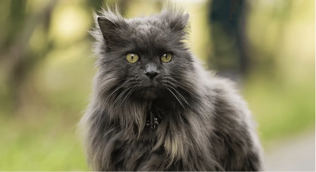 爱萌哆宠物俱乐部