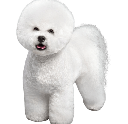 爱萌哆宠物俱乐部