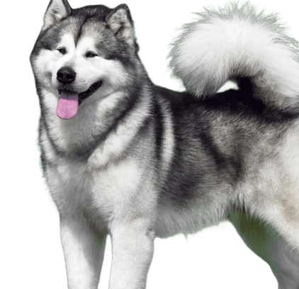 爱萌哆宠物俱乐部