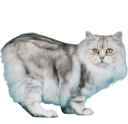 爱萌哆宠物俱乐部