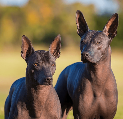 爱萌哆宠物俱乐部
