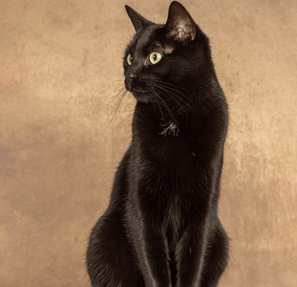 爱萌哆宠物俱乐部