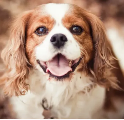 爱萌哆宠物俱乐部