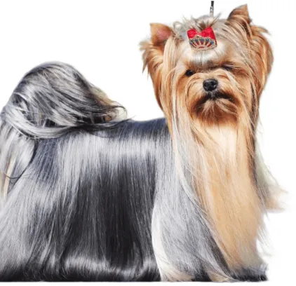 爱萌哆宠物俱乐部