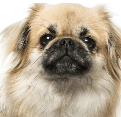 爱萌哆宠物俱乐部