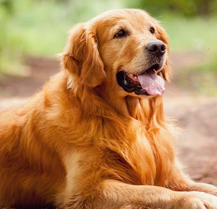 爱萌哆宠物俱乐部