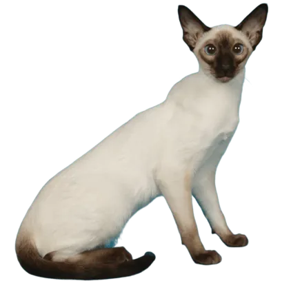 爱萌哆宠物俱乐部