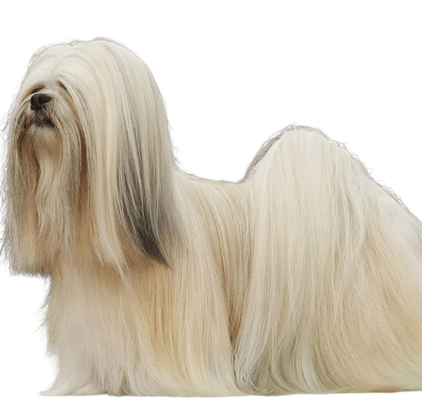 爱萌哆宠物俱乐部