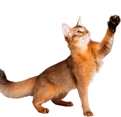 爱萌哆宠物俱乐部