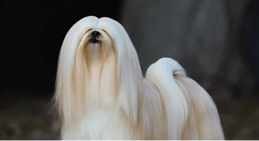 爱萌哆宠物俱乐部