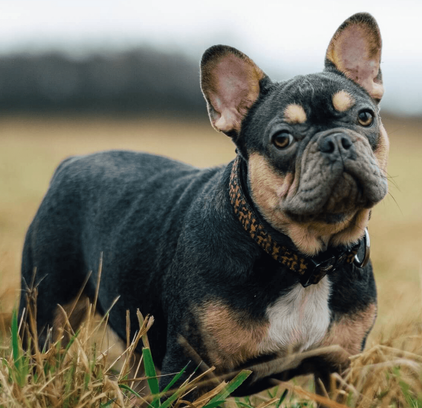 爱萌哆宠物俱乐部