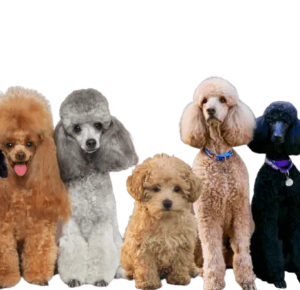 爱萌哆宠物俱乐部