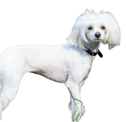 爱萌哆宠物俱乐部