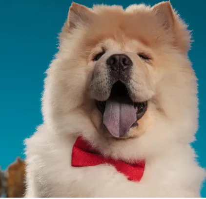 爱萌哆宠物俱乐部