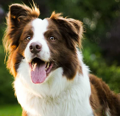 爱萌哆宠物俱乐部