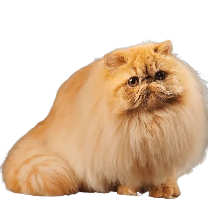 爱萌哆宠物俱乐部