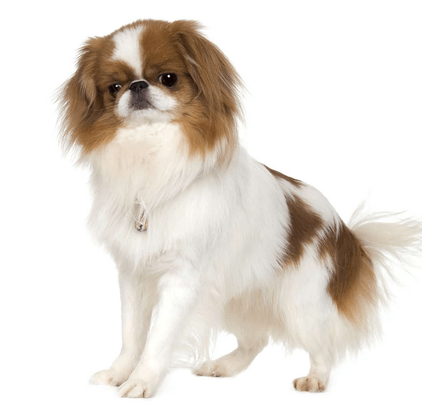 爱萌哆宠物俱乐部