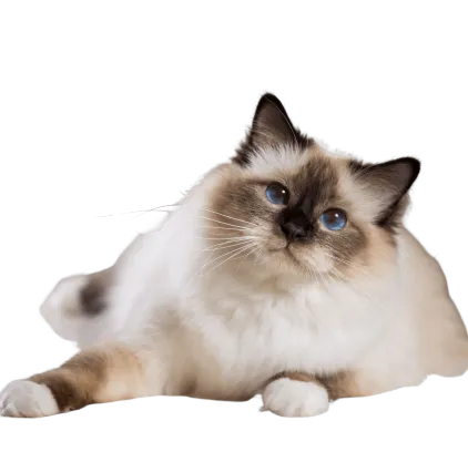 爱萌哆宠物俱乐部