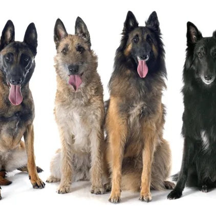 爱萌哆宠物俱乐部