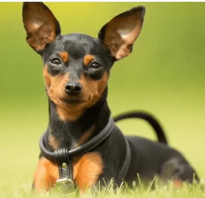 爱萌哆宠物俱乐部