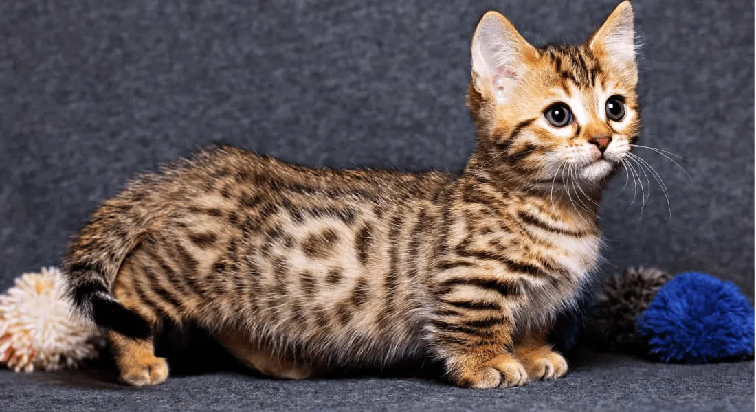 爱萌哆宠物俱乐部