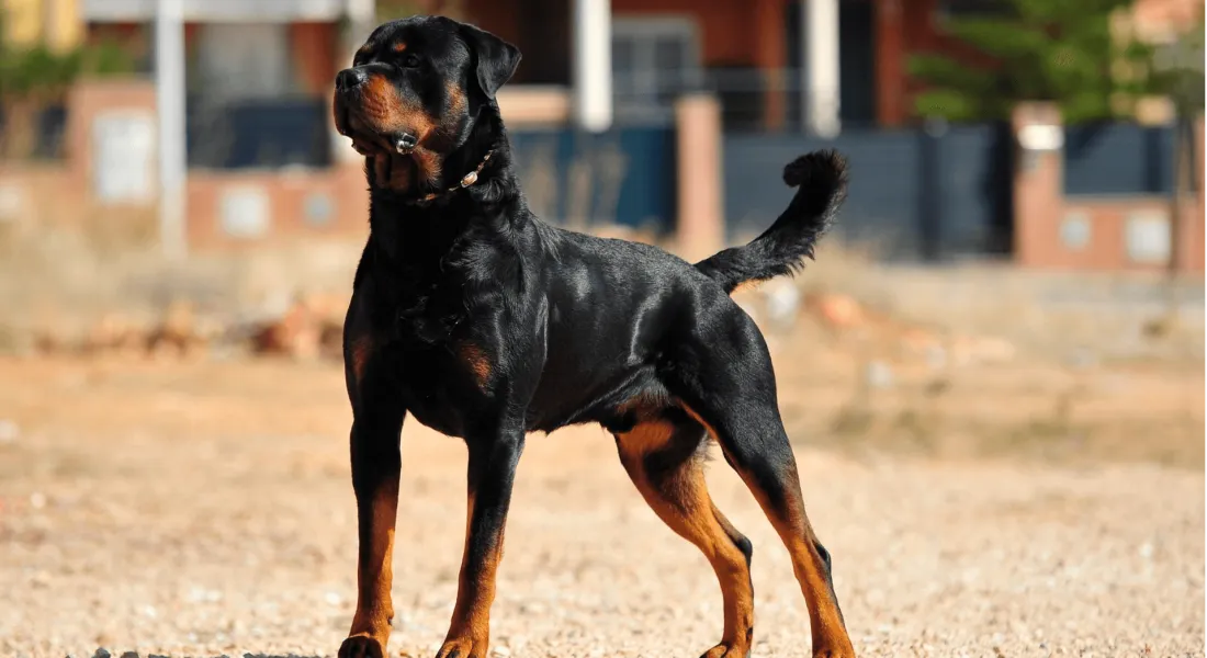 爱萌哆宠物俱乐部