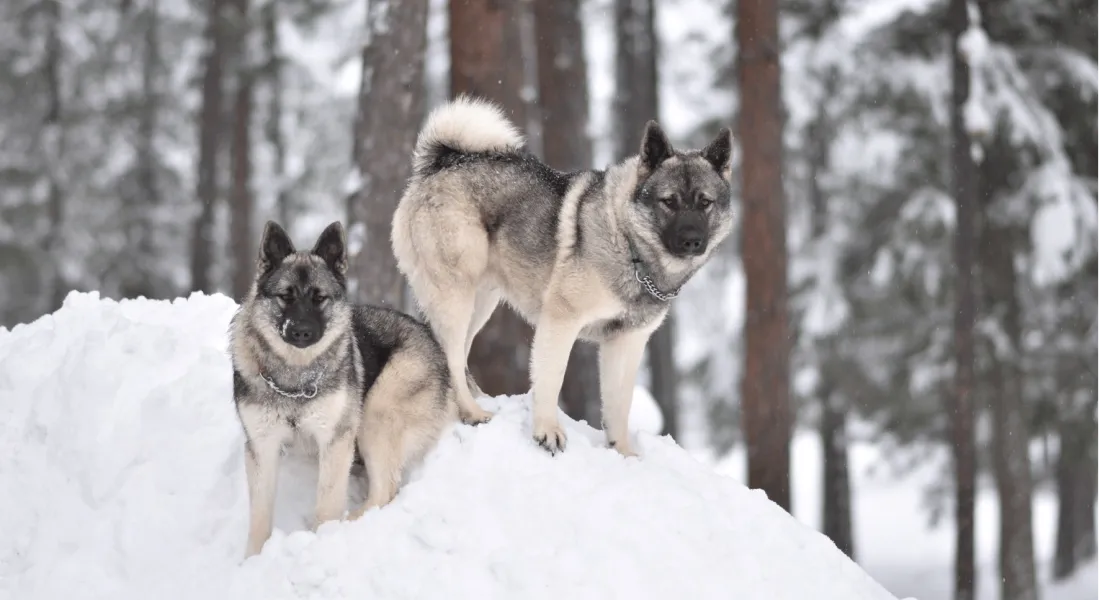 爱萌哆宠物俱乐部