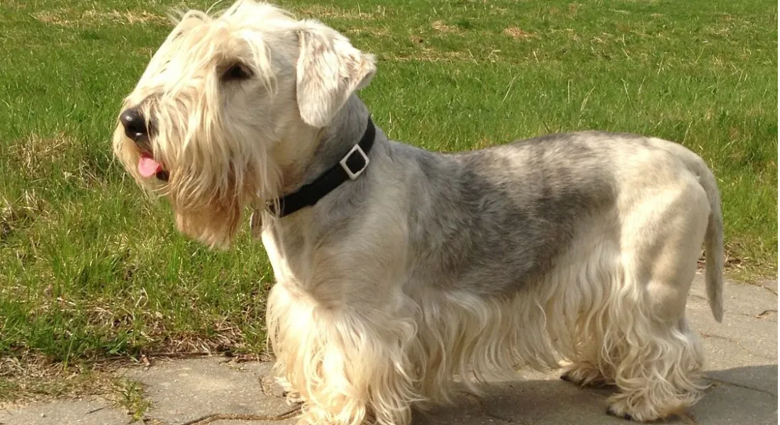 爱萌哆宠物俱乐部