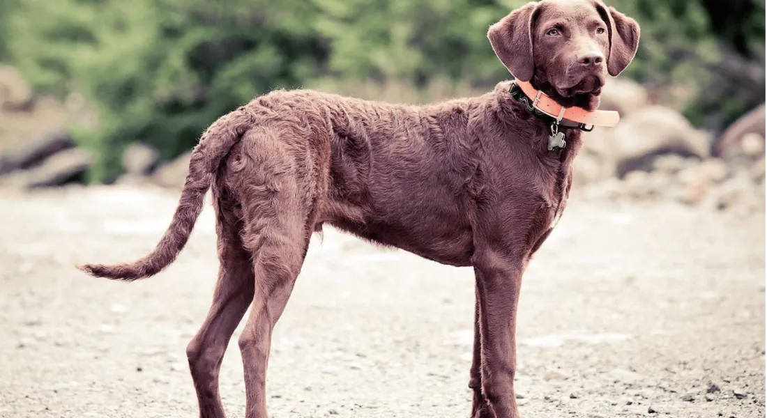 爱萌哆宠物俱乐部