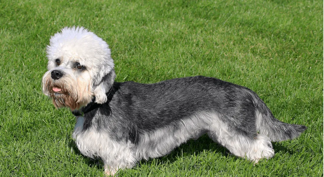 爱萌哆宠物俱乐部