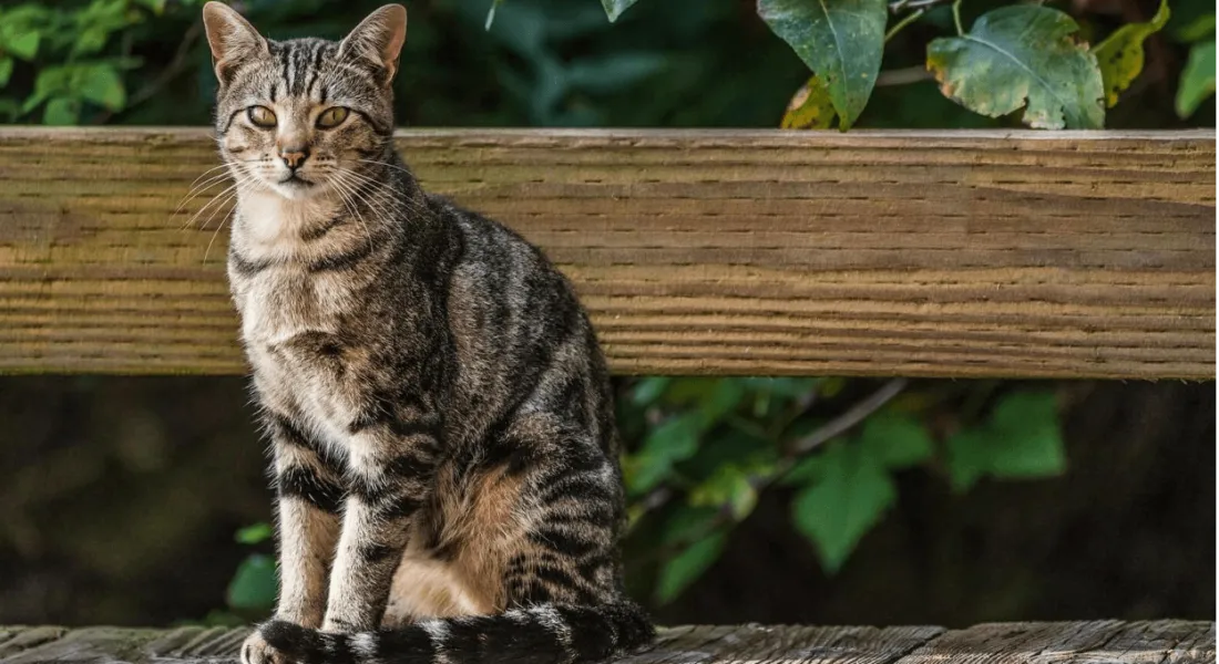 爱萌哆宠物俱乐部