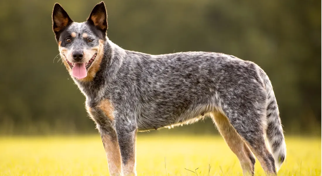 爱萌哆宠物俱乐部