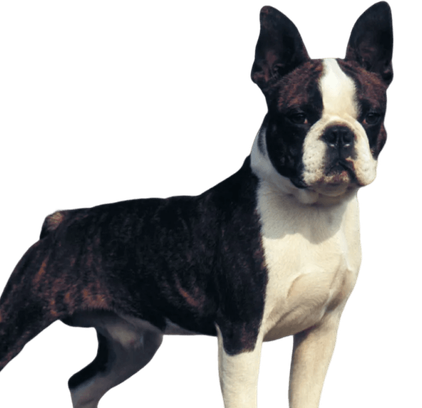 爱萌哆宠物俱乐部