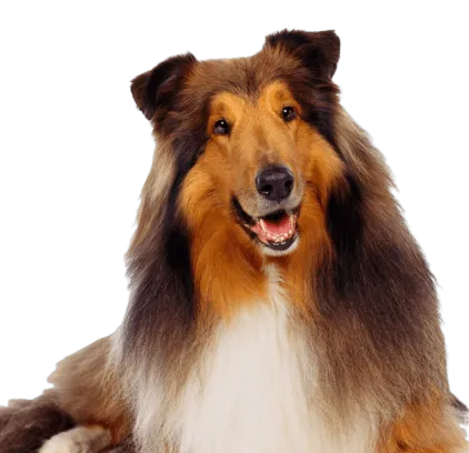 爱萌哆宠物俱乐部