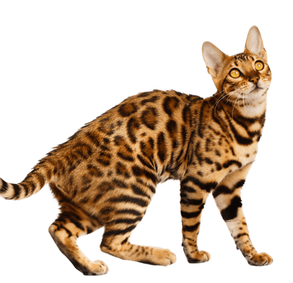 爱萌哆宠物俱乐部